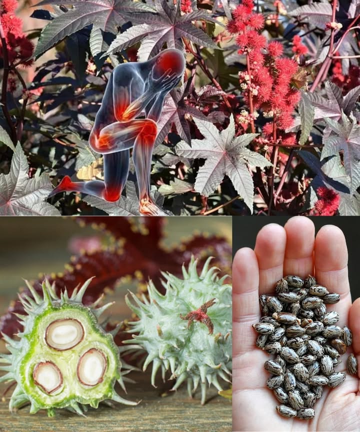 Plante Belle Mais Dangereuse 
Certaines plantes décoratives cachent un vrai danger quon ignore souvent. Même si elles embellissent nos maisons, mieux vaut les connaître avant de les toucher.
1  Les graines
Elles semblent inoffensives, mais elles contiennent des substances toxiques pouvant causer de graves réactions.
2 華 Le contact direct
Manipule toujours avec des gants. La sève peut irriter la peau et provoquer des brûlures légères.
3  Lerreur fréquente
Beaucoup la gardent comme simple plante ornementale sans savoir quelle peut être nocive pour les enfants et les animaux.
 Astuce utile
Place-la hors de portée, dans un endroit aéré et lumineux, juste pour profiter de sa beauté sans risque.
 La nature est belle, mais elle demande un peu de prudence.
#plantesdangereuses  #jardinsecuritaire