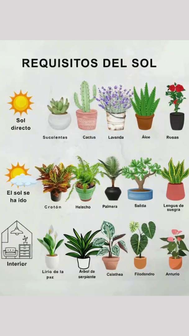 Busco un poco de sol para mis plantas ornamentales!