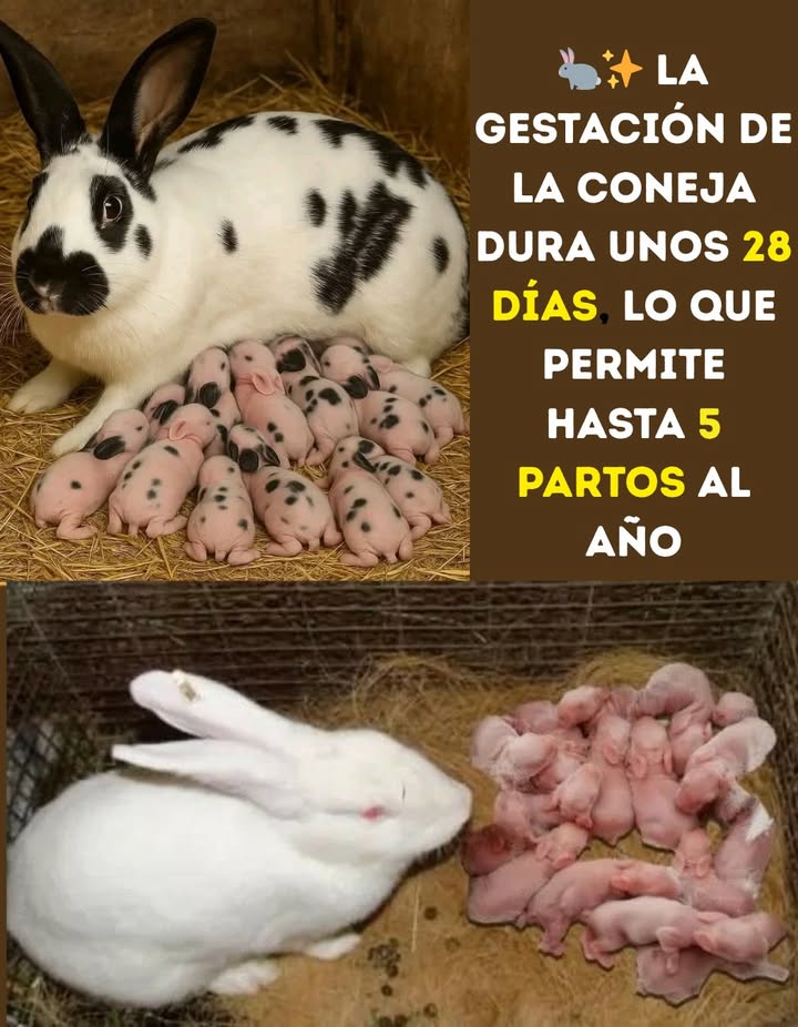 La gestación de la coneja dura unos 28 días, lo que permite hasta 5 partos al año.

 Agroconseil ONG aconseja:
 La cunicultura puede ser muy rentable,
 Pero es fundamental contar con un mercado antes de comenzar.
#Conejas #Cunicultura #Agroconseil  #CuidadoAnimal