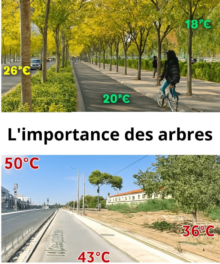Limpact vital des arbres sur la température 

1 Les arbres créent de lombre naturelle qui réduit la chaleur ressentie jusquà 10C dans les zones urbaines.
2 Leur feuillage absorbe le rayonnement solaire, maintenant un microclimat plus frais et respirable.
3 Lévapotranspiration des feuilles libère de lhumidité, abaissant la température ambiante.
4 Les zones boisées améliorent la qualité de lair et limitent les effets des îlots de chaleur.
5 Planter des arbres le long des routes, des pistes cyclables et des habitations est une solution simple et durable pour protéger la santé et le climat.
#fblifestyle