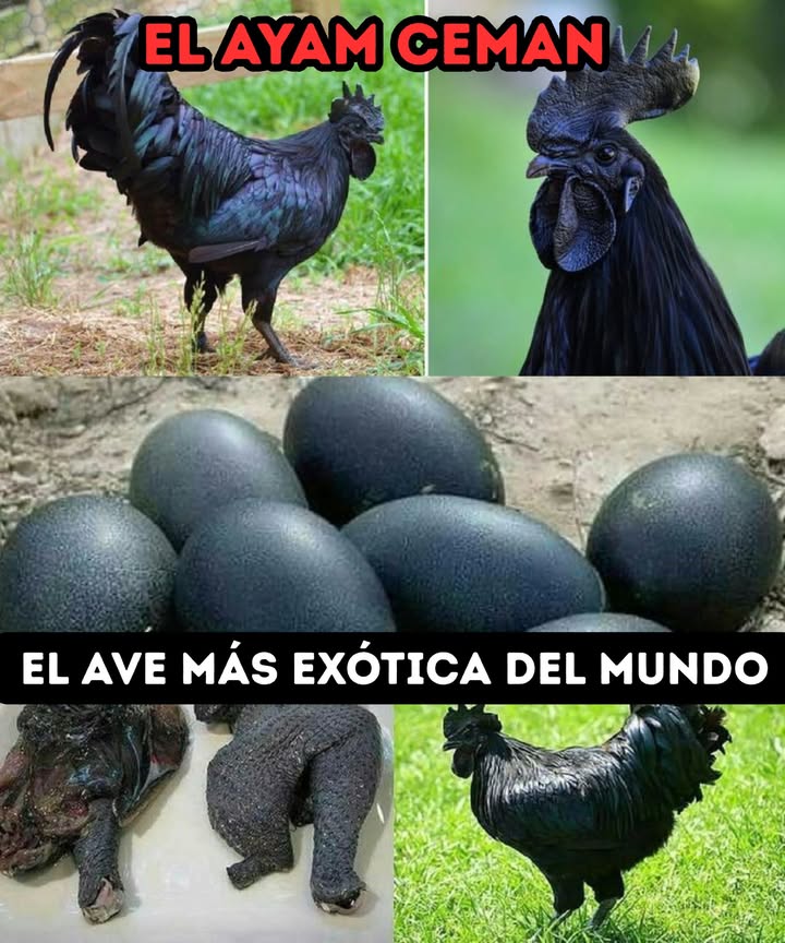El Ayam Cemani: el ave más exótica del mundo 

Originaria de Indonesia, esta gallina única es completamente negra: plumas, piel, carne, huesos e incluso órganos. Su color oscuro se debe a una mutación genética llamada fibromelanosis .

讀 Los huevos que pone no son negros, pero su apariencia y rareza la han convertido en símbolo de lujo y misticismo.

 En algunos países, su valor puede superar los 2.000  por ejemplar.

 Asociada a rituales y buena fortuna, esta gallina no solo sorprende por su aspecto, sino por su historia y simbolismo!

#AyamCemani #GallinaNegra #AvesExóticas