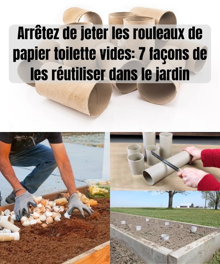 7 façons pratiques de réutiliser les rouleaux de papier toilette au jardin

Les rouleaux de papier toilette peuvent devenir des accessoires utiles pour jardiner de manière économique et écologique.

1. Pots de semis biodégradables
Remplissez les rouleaux de terreau et semez vos graines. Lors de la plantation, placez directement le rouleau en terre : il se décomposera naturellement.

2. Protection des jeunes pousses
Un rouleau placé autour de la base dune jeune plante peut limiter laccès aux limaces et autres nuisibles, en protégeant les tiges au début de leur croissance.

3. Apport au compost
Découpés en petits morceaux, les rouleaux ajoutent du carbone au compost, contribuant à un bon équilibre entre matières humides et matières sèches.

4. Rangement simple
Les rouleaux peuvent servir à organiser de petites fournitures de jardinage ficelles, étiquettes, tuteurs fins et garder lespace de travail ordonné.

5. Marqueurs naturels
Découpez un rouleau en bandes, notez le nom des plantes et placez les étiquettes dans le sol. Elles se dégraderont avec le temps sans laisser de déchets.

6. Paillage léger
Ouverts en longueur et placés au pied des plants, les rouleaux aident à conserver un peu dhumidité et à protéger la surface du sol.

7. Aide au développement des racines
Pour les plantes aux racines profondes, semer dans un rouleau encourage une croissance verticale des racines avant la mise en terre.

Réutiliser ces petits tubes en carton permet de réduire les déchets tout en apportant des solutions simples au jardin. Une manière accessible de jardiner de façon plus durable.