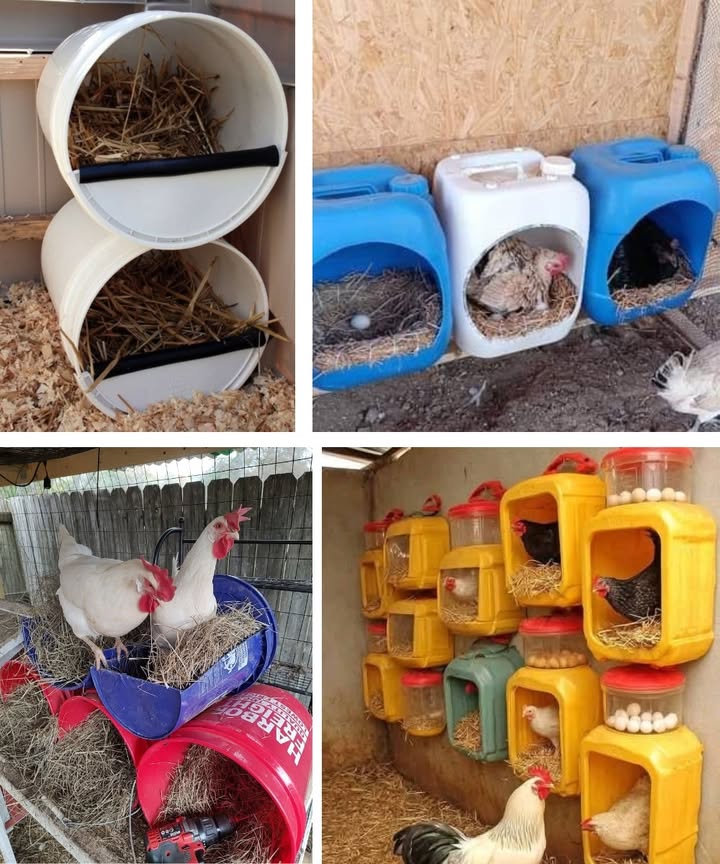 Nichoirs de ponte fabriqués à partir de matériaux recyclés : une option simple et efficace 

1 Choisir les bons contenants
Utiliser des bacs en plastique, des bidons ou des seaux résistants. Leur forme fermée crée un espace sûr et rassurant pour les poules.

2 Préparer une ouverture propre
Découper une entrée bien arrondie pour faciliter laccès. Une découpe soignée évite tout risque de blessure et garantit un usage durable.

3 Installer une litière confortable
Déposer une bonne quantité de paille ou de foin sec à lintérieur. Une litière propre favorise la ponte et aide les poules à se sentir à laise.

4 Fixer les nichoirs correctement
Placer les nichoirs au sol ou les fixer au mur selon lorganisation du poulailler. La stabilité joue un rôle important dans le calme des poules.

5 Multiplier les nichoirs selon le nombre de poules
Mettre à disposition plusieurs espaces de ponte afin de réduire le stress et les comportements de compétition.

6 Assurer un entretien régulier
Vérifier les nichoirs chaque jour, récupérer les œufs et remplacer la litière dès quelle devient sale pour maintenir un environnement sain.

Ces nichoirs recyclés offrent une solution économique, solide et parfaitement adaptée aux besoins dun petit élevage domestique.