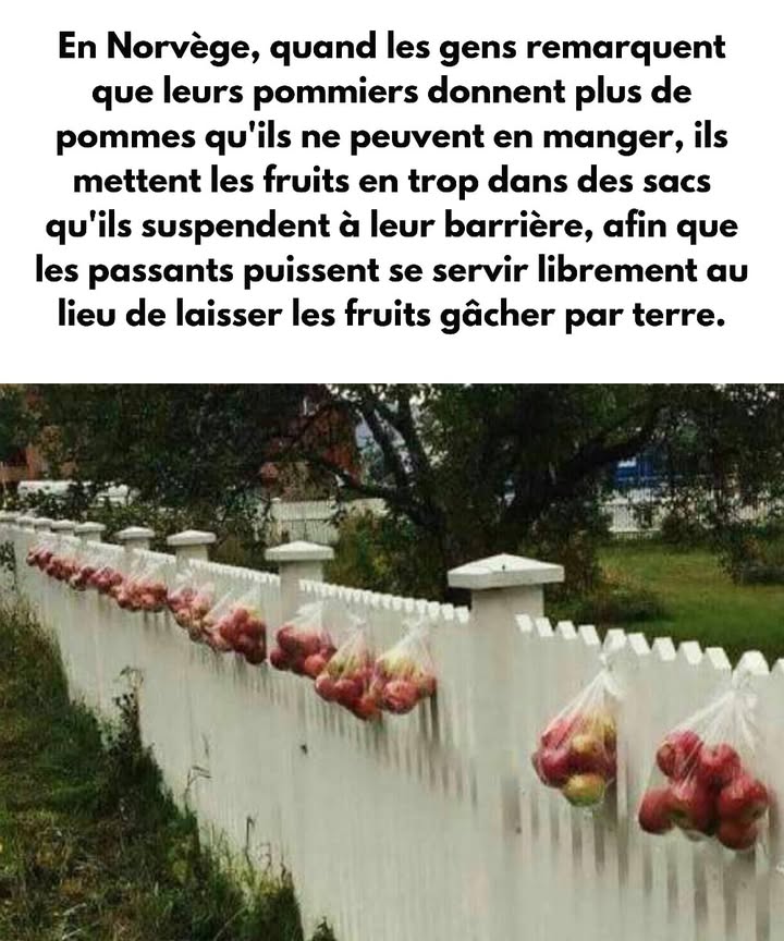 En Norvège, la solidarité se manifeste parfois de manière très simple et concrète. Lorsque les pommiers produisent plus de fruits que ce que les familles peuvent consommer, les habitants choisissent de partager le surplus avec les passants. Ils remplissent des sacs de pommes et les accrochent à leur clôture, à la disposition de tous. Cette pratique évite le gaspillage alimentaire et renforce les liens de proximité. Elle illustre aussi un rapport respectueux à la nature : plutôt que de laisser les fruits tomber et pourrir, on leur offre une seconde vie utile. Un geste discret, mais porteur de sens pour la communauté.