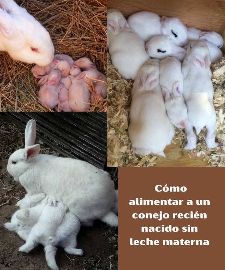Cómo alimentar a un conejo recién nacido sin leche materna

 Usa fórmula especial para conejos recién nacidos

Compra una fórmula de buena calidad en tiendas de mascotas o en línea.

Sigue exactamente las instrucciones de la etiqueta.

 Prepara el biberón correctamente

Utiliza un biberón con tetina pequeña y suave.

Lava y esteriliza bien antes de cada uso.

Calienta la fórmula a una temperatura de 3638 C similar a la leche materna.

 Cómo alimentar al conejo

Alimenta en pequeñas cantidades y lentamente.

Hazlo cada 2 a 3 horas, incluso por la noche.

Detente cuando el conejo esté satisfecho.

Desecha la fórmula sobrante y limpia el biberón tras cada uso.

 Cuidados esenciales adicionales

Mantén al conejo limpio y seco: usa un paño húmedo tibio si es necesario.

Evita la hipotermia: mantenlo abrigado y alejado de corrientes de aire o cambios bruscos de temperatura.

 Consulta veterinaria

Ante cualquier duda sobre su crecimiento o alimentación, acude a un veterinario especializado en animales exóticos.

 Con atención, calor y nutrición adecuada, tu conejo puede crecer sano y fuerte.

#ConejosReciénNacidos #AlimentaciónDeConejos  #ConejoSanoFeliz