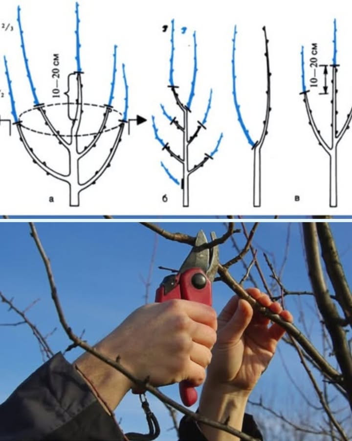 Comprendre la taille des arbres fruitiers pour booster la récolte 

La taille des arbres fruitiers est un geste essentiel pour obtenir des branches plus solides, une meilleure production de fruits et une croissance équilibrée. Bien réalisée, elle permet de guider larbre, de favoriser la lumière au centre de la ramure et daméliorer naturellement la santé de larbre.

Les schémas montrent trois types de tailles importantes : la taille de formation, la taille dentretien et la taille de fructification. Chaque étape a son rôle et aide à structurer larbre tout au long de sa croissance.

La taille de formation consiste à raccourcir les jeunes branches à environ dix ou vingt centimètres, afin de créer une charpente solide. Cette étape permet à larbre de développer des bras bien répartis et suffisamment aérés pour laisser passer la lumière. Une bonne structure dès le départ facilite toutes les tailles futures.

La taille dentretien consiste à supprimer les rameaux faibles, mal orientés ou trop serrés. Lobjectif est daérer le centre de larbre et de donner de la force aux branches principales. En retirant ce qui est inutile, on concentre lénergie là où elle est vraiment utile.

La taille de fructification, elle, permet dencourager la production de bourgeons à fruits. En coupant légèrement les extrémités des branches, on stimule la formation de nouvelles pousses productives. Cela améliore la quantité mais aussi la qualité des fruits.

Pour tailler correctement, on utilise un sécateur propre et affûté, et on coupe toujours juste au-dessus dun bourgeon tourné vers lextérieur. Cela aide larbre à pousser dans une direction harmonieuse et évite les croisements disgracieux. La taille doit être effectuée en hiver, lorsque larbre est au repos et que les branches sont bien visibles.

Une taille régulière évite aussi les maladies, car la lumière et lair circulent mieux, ce qui limite lhumidité et les parasites. Un arbre bien taillé est moins fragile, vit plus longtemps et offre de meilleures récoltes année après année.

 Conclusion
Tailler un arbre fruitier, cest lui offrir structure, lumière et force. Un geste simple mais essentiel pour profiter de beaux fruits, dune croissance équilibrée et dun jardin en pleine santé. Un peu de précision, quelques coupes bien placées, et larbre vous le rendra généreusement chaque saison.