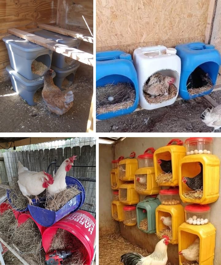 Nichoirs de ponte recyclés : une méthode économique et fiable pour le poulailler 1 Sélectionner des contenants adaptés Utiliser des boîtes, seaux ou bidons solides. Leur structure fermée crée un espace sécurisé où les poules peuvent pondre en toute tranquillité. 2 Découper une entrée fonctionnelle Former une ouverture nette et arrondie pour permettre un accès facile. Une découpe bien réalisée garantit confort et sécurité. 3 Garnir avec une litière propre Remplir chaque nichoir de paille ou de foin sec. Une litière de qualité assure un environnement confortable et encourage la ponte. 4 Installer les nichoirs de manière stable Fixer les contenants contre un mur ou les poser solidement. Une bonne stabilité réduit lagitation et améliore le comportement des poules. 5 Prévoir un nichoir pour plusieurs poules Distribuer suffisamment de nichoirs dans le poulailler pour éviter les bousculades et offrir un espace calme à chaque pondeuse. 6 Maintenir une hygiène régulière Retirer les œufs quotidiennement et renouveler la paille selon les besoins pour assurer un environnement propre et sain. Cette approche permet de créer des nichoirs durables, pratiques et parfaitement adaptés à lélevage domestique grâce au recyclage de matériaux simples.