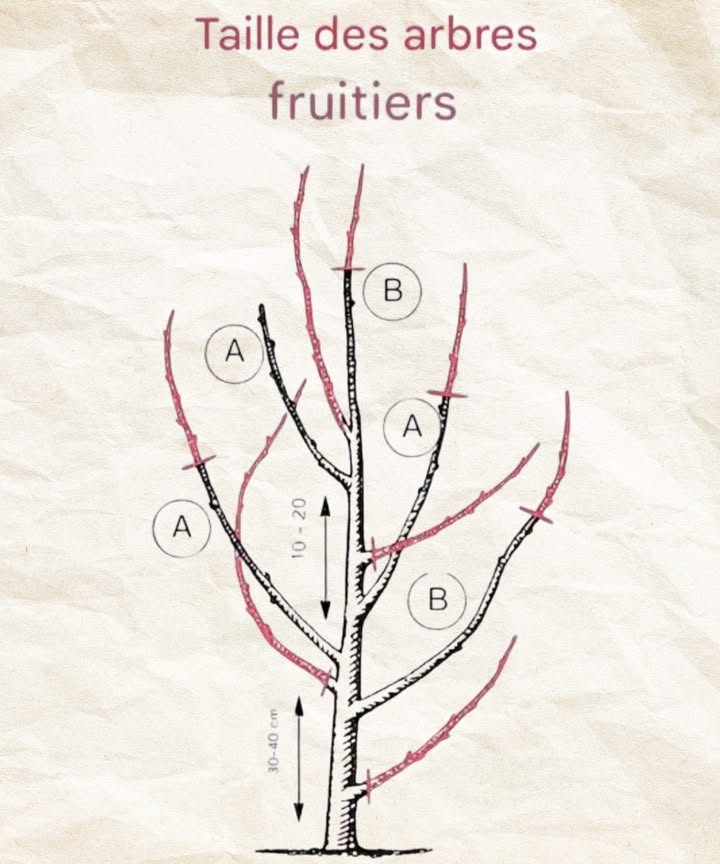 Taille de formation des arbres fruitiers 1 But : Construire dès le jeune âge une charpente stable, harmonieuse et apte à bien fructifier. 2 Sélection des branches : Garder seulement les axes principaux bien répartis autour du tronc ; supprimer les rameaux trop serrés ou concurrents. 3 Espacement : Maintenir 30 à 40 cm entre les charpentières basses et 10 à 20 cm dans les étages supérieurs pour assurer lumière et aération. 4 Angles et ancrage : Favoriser les branches larges et solides ; retirer celles qui croisent, faiblissent ou rivalisent avec laxe central. 5 Architecture : Organiser deux ou trois niveaux bien distincts, sans superposition ni enroulement. 6 Gestes de coupe : Sectionner proprement juste au-dessus dun bourgeon tourné vers lextérieur, sans laisser de moignon ni toucher au collet. 7 Moment idéal : Intervenir en fin dhiver, hors gel et hors pluie, lorsque larbre est en repos. 8 Hygiène et sécurité : Désinfecter et affûter le matériel, évacuer les déchets et porter une protection adaptée. 9 Croissance et fructification : Raccourcir les pousses trop vigoureuses pour équilibrer vigueur et production. Contrôle annuel : Vérifier laération de la couronne, la robustesse des charpentières et leur capacité à porter les fruits. Une bonne taille de formation donne un arbre sain, durablement productif et résistant. #ArbresFruitiers #jardinagenaturel