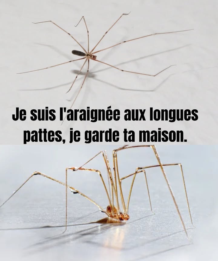 Laraignée des caves : une alliée discrète à la maison Issue de la famille des Pholcidae, cette araignée domestique commune est totalement inoffensive pour lêtre humain. Elle joue un rôle essentiel dans la régulation des nuisibles en capturant des proies comme les araignées recluses, les veuves noires, les mouches et les cafards. Même si ses toiles peuvent paraître indésirables, ses avantages sont importants. Cette araignée contribue à maintenir léquilibre écologique dans la maison et limite naturellement la présence dinsectes indésirables.