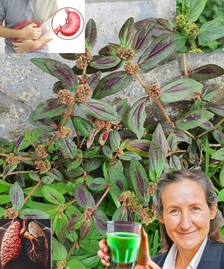 Euphorbia hirta : alliée naturelle pour le souffle et limmunité