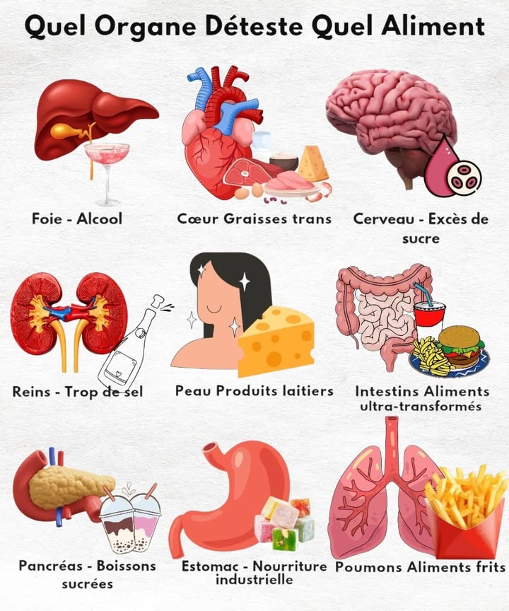 Quel aliment fatigue quel organe