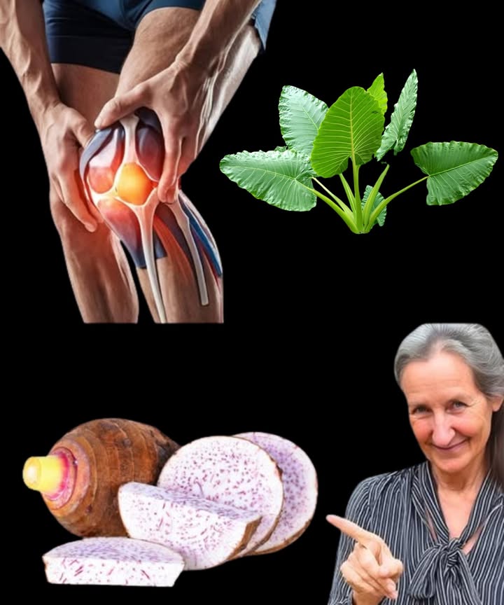 Racine de taro : un superaliment ancestral aux bienfaits étonnants pour la santé et la planète