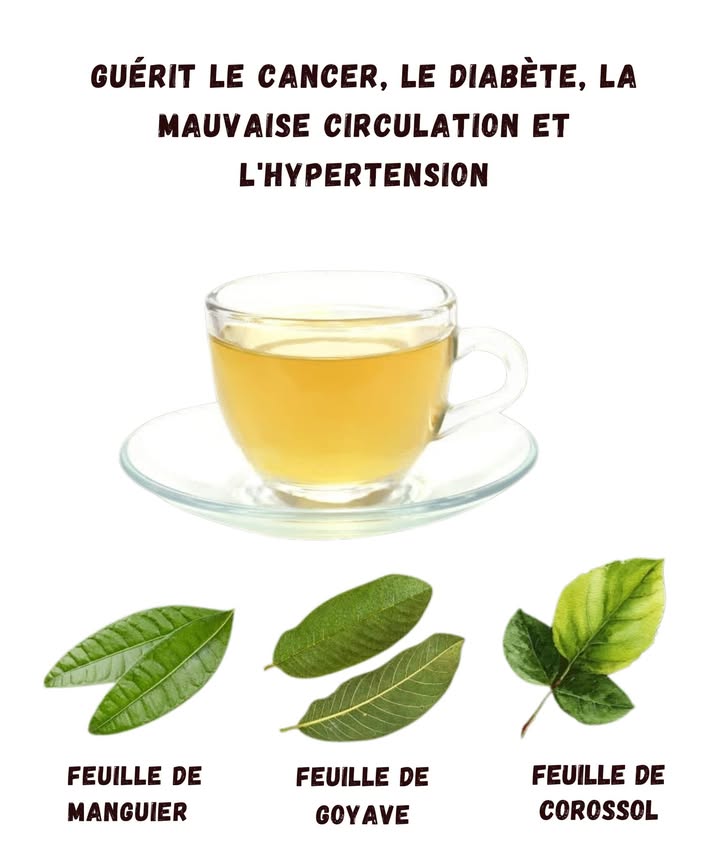 Une Tisane Naturelle Qui Fait Parler dElle 

Certaines tisanes combinent plusieurs feuilles aux propriétés intéressantes et forcément, on est tenté dessayer, surtout quand on a déjà promis mille fois de  commencer à boire des infusions tous les soirs .

1 Feuilles de manguier
Elles sont utilisées dans de nombreuses traditions pour accompagner le bien-être général. Et si vous en avez un arbre chez vous, attention : on finit souvent par en cueillir plus que nécessaire juste pour lodeur.

2 Feuilles de goyave
Souvent appréciées pour aider à soutenir la digestion et la vitalité. Parfaites pour ceux qui prennent une tisane après un repas un peu trop ambitieux oui, on se reconnaît.

3 Feuilles de corossol
Très populaires dans les remèdes maison, elles sont infusées pour apporter une sensation de détente. Mais attention : ça ne remplace jamais un vrai suivi médical, même si la tisane est bonne.

4 Une infusion simple à préparer
On fait bouillir de leau, on ajoute les feuilles, on laisse infuser et on savoure. Le plus dur, cest de ne pas oublier la casserole sur le feu encore une fois.

5 À consommer avec bon sens
Même si les feuilles ont une longue histoire dutilisation, elles ne  guérissent  pas des maladies graves. On les voit plutôt comme un petit coup de pouce naturel, pas une solution miracle.

Alors, prêt à tester cette tisane maison ou vous allez encore dire  jessaie demain  ?