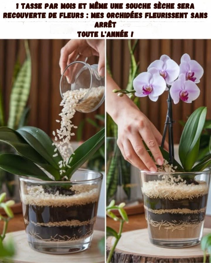 Astuce Riz pour des Orchidées Toujours en Fleurs 

1 Une petite tasse de riz par mois suffit pour donner un vrai coup de boost à lorchidée. Le riz libère doucement des nutriments que la plante adore.

2 Saupoudrer autour des racines sans tasser. La première fois, jen avais mis trop et leau ne passait plus grosse erreur que je ne refais plus.

3 Arroser légèrement pour activer les bienfaits. Le riz aide le substrat à garder juste assez dhumidité sans noyer la plante.

4 Garder la plante dans un endroit lumineux. Le riz ne fait pas de miracle si lorchidée vit dans un coin sombre.

5 Répéter chaque mois pour soutenir la floraison régulière. Simple, rapide et parfait quand on oublie parfois les soins.

Une petite astuce maison amusante et très pratique pour voir ses orchidées refleurir avec éclat toute lannée.