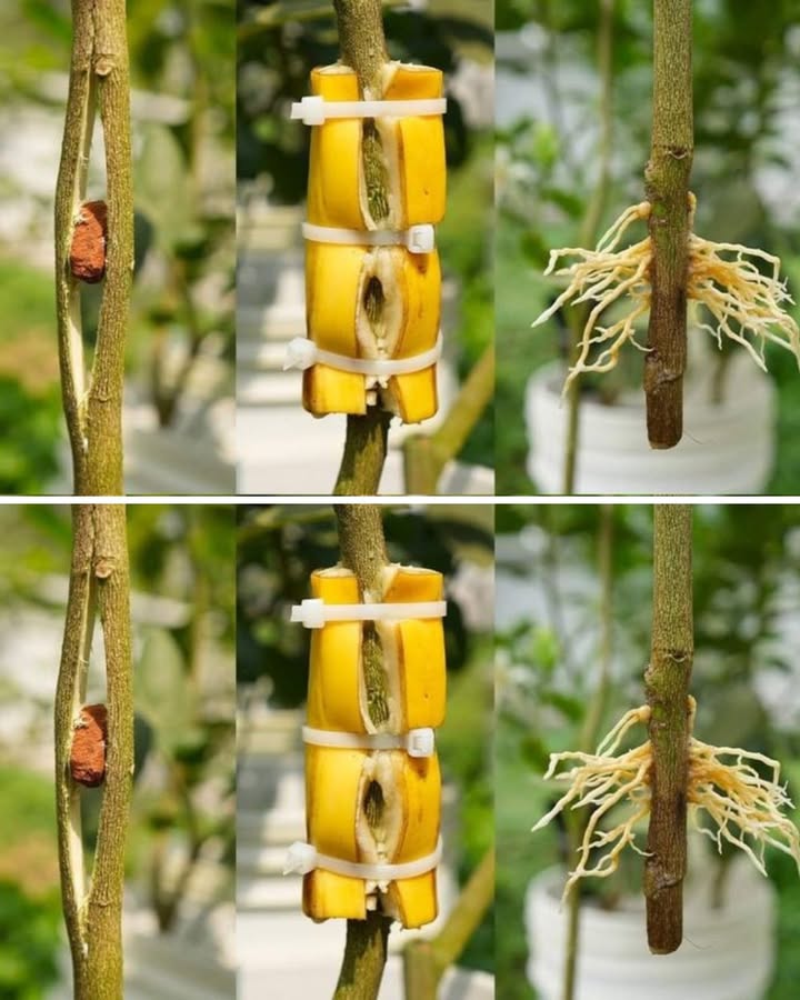 Faire pousser un arbre à partir dune simple branche 

1  Fais une petite incision sur la tige, juste assez pour exposer le bois sans la couper complètement.

2  Enveloppe la zone blessée avec un morceau de peau de banane  elle stimule la croissance grâce à son potassium et ses enzymes naturelles.

3  Maintiens bien le tout avec des attaches ou du plastique pour garder lhumidité.

4  En quelques semaines, de nouvelles racines apparaîtront autour de la zone entourée ! Tu pourras ensuite couper et replanter la nouvelle pousse.

 Erreur à éviter : trop serrer les attaches ! Cela bloque la circulation de la sève et empêche la formation des racines.