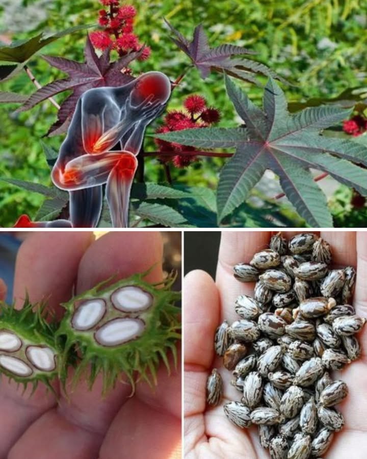 La Plante Que Tout Le Monde A Chez Soi Mais Peu Connaissent Son Danger ! 

 Beaucoup pensent que cette plante est inoffensive pourtant, elle cache un secret que tu devrais connaître avant de la toucher ou de la planter dans ton jardin !

1  Les graines : Elles sont jolies, mais attention ! Elles contiennent une substance ultra toxique. Même une petite quantité peut être dangereuse.

2 華 Le contact : Évite de manipuler la plante sans gants, surtout si tu as des coupures. On se croit jardinier pro jusquà ce que ça pique !

3  Lerreur commune : Beaucoup la confondent avec une plante ornementale classique. Spoiler : elle ne lest pas du tout !

 Petit conseil : si tu veux profiter de son côté esthétique, garde-la loin des enfants et des animaux.

 On apprend tous de nos erreurs mais celle-là, mieux vaut léviter avant quelle ne tapprenne une leçon piquante !