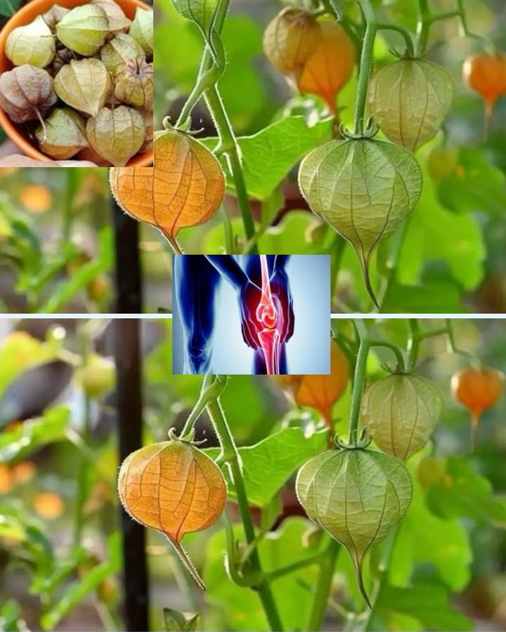 Physalis ou amour en cage et ses bienfaits 

La plante que tu montres est le Physalis, aussi appelé “coqueret du Pérou” ou “amour en cage”. Derrière son enveloppe en forme de lanterne se cache un petit fruit orange riche en nutriments.

1 Anti-inflammatoire naturel 
Traditionnellement, le physalis est utilisé pour calmer les douleurs articulaires et musculaires. Il contient des composés qui aident à réduire linflammation, ce qui peut soulager les personnes souffrant darthrite ou de rhumatismes.

2 Riche en antioxydants 
Son fruit regorge de vitamines A, C et de polyphénols qui renforcent le système immunitaire et protègent les cellules contre le stress oxydatif.

3 Soutien digestif 
Il favorise une bonne digestion et contribue à maintenir un système intestinal en bonne santé.

4 Bienfaits pour le foie et les reins 
Certaines médecines traditionnelles utilisent les feuilles et les extraits de physalis comme dépuratifs naturels pour soutenir la détoxification du foie et des reins.

 Consommation :

 Le fruit peut être mangé frais, en jus ou séché comme une petite baie sucrée-acidulée.
 En infusion, les feuilles séchées sont parfois utilisées en décoction, mais toujours avec modération.

 Attention : Les parties vertes de la plante feuilles, enveloppes non mûres contiennent des substances toxiques et doivent être évitées. Seul le fruit bien mûr est comestible sans danger.