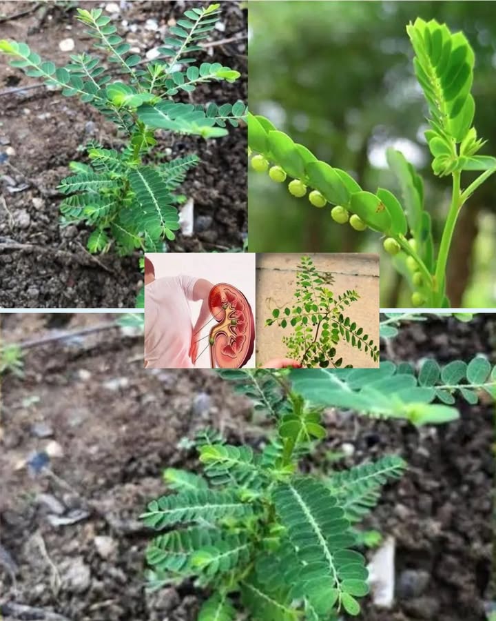 Chanca Piedra Phyllanthus niruri : la plante qui protège les reins 

1 La plante
Aussi appelée casse-pierre ou stonebreaker, cette petite plante aux feuilles fines et aux petites boules vertes est largement utilisée en médecine traditionnelle pour soutenir la santé des reins.

2 Bienfaits principaux

 Aide à dissoudre et expulser les calculs rénaux 直
 Soulage les douleurs liées aux coliques néphrétiques
 Favorise lélimination des toxines par effet diurétique
 Protège le foie et soutient la digestion

3 Comment lutiliser

 En infusion : feuilles séchées bouillies dans de leau pendant 10 minutes
 En décoction : pour un effet plus concentré
 En poudre ou extrait : disponible dans certaines herboristeries

4 Petit conseil
Même si la chanca piedra est réputée pour son efficacité, elle doit être utilisée avec précaution. Les cures ne doivent pas être trop longues, et un avis médical est toujours recommandé si tu souffres de calculs rénaux ou de problèmes urinaires chroniques.

 Une petite herbe discrète, mais un véritable allié naturel pour prendre soin des reins