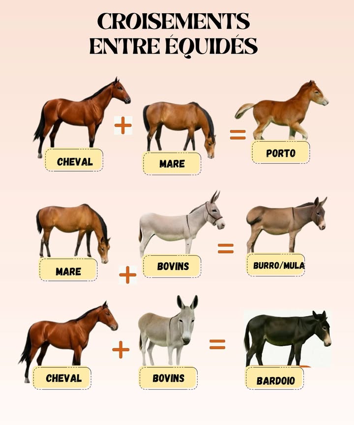 Croisements entre équidés 

1 Cheval  Jument = Poulain 
Le plus courant et naturellement fertile.

2 Jument  Âne = Mule ou Mulet 𢡊
Un hybride fort, endurant mais stérile.

3 Cheval  Ânesse = Bardot 𢡊
Plus rare, plus petit et moins robuste que la mule.

 En bref, ces croisements donnent des animaux puissants et utiles, mais souvent incapables de se reproduire.