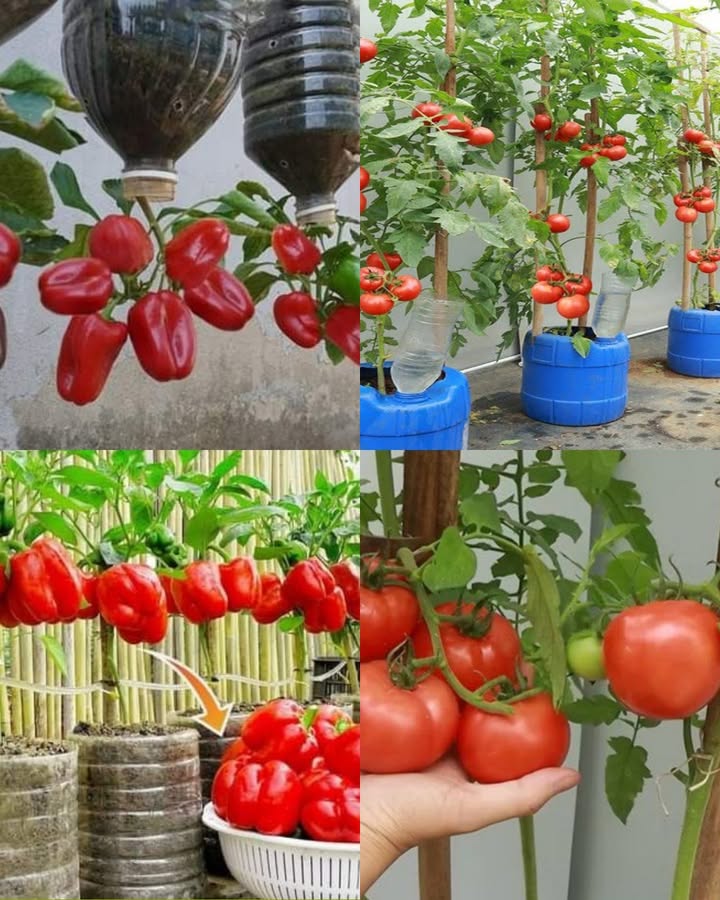 Astuces malignes pour des tomates généreuses 1 Utilise des bouteilles recyclées Remplis-les deau et plante-les à lenvers ou installe-les comme réserve. Tes tomates auront toujours une petite gorgée au bon moment. Oui, ça évite aussi doublier darroser qui na jamais fait ça en plein été ? 2 Choisis des contenants profonds Les tomates adorent plonger leurs racines. Plus le pot est grand, plus elles séclatent à pousser et à donner des fruits juteux. 3 Tuteurs obligatoires Tes plants de tomates vont grandir comme des ados en pleine croissance. Sans tuteur, ils finissent avachis et ça, cest la catastrophe assurée pour la récolte. 4 Soleil au rendez-vous Installe-les dans un coin bien ensoleillé. Les tomates qui bronzent bien sont toujours plus sucrées. 5 Petit coup de pouce Un peu de compost ou dengrais maison et tes tomates te diront merci avec des grappes bien rouges. Avoue, toi aussi tu as déjà oublié un plant au fond du jardin et découvert des tomates toutes ratatinées ?