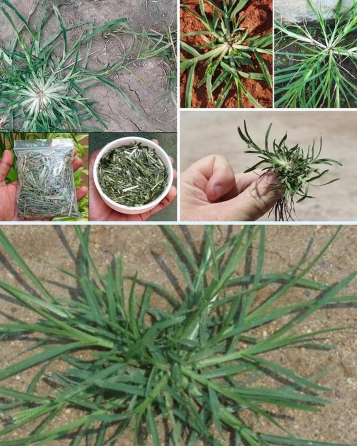 Herbe de chiendent : la plante aux mille vertus 1 Reconnaissance facile : le chiendent pousse en touffes au sol, avec de longues feuilles fines et vertes qui sétalent comme une étoile. Si tu larraches, tu verras ses racines traçantes, souvent difficiles à enlever complètement. 2 Usage traditionnel : dans beaucoup de cultures, ses racines et feuilles sont séchées puis utilisées en infusion. Elles sont réputées pour soutenir la digestion, purifier lorganisme et même aider les reins. 3 Récolte : il suffit darracher la plante entière avec ses racines. Petit piège : laisse un morceau de racine, et le chiendent repartira de plus belle ! 4 Préparation : les feuilles peuvent être séchées puis infusées dans de leau chaude. Goût discret, un peu herbacé, parfait pour une tisane légère. 5 Astuce pratique : certains le voient comme une mauvaise herbe, mais il peut devenir un vrai allié santé si on sait lutiliser. Une herbe de jardin souvent négligée, mais qui cache un vrai potentiel bien-être