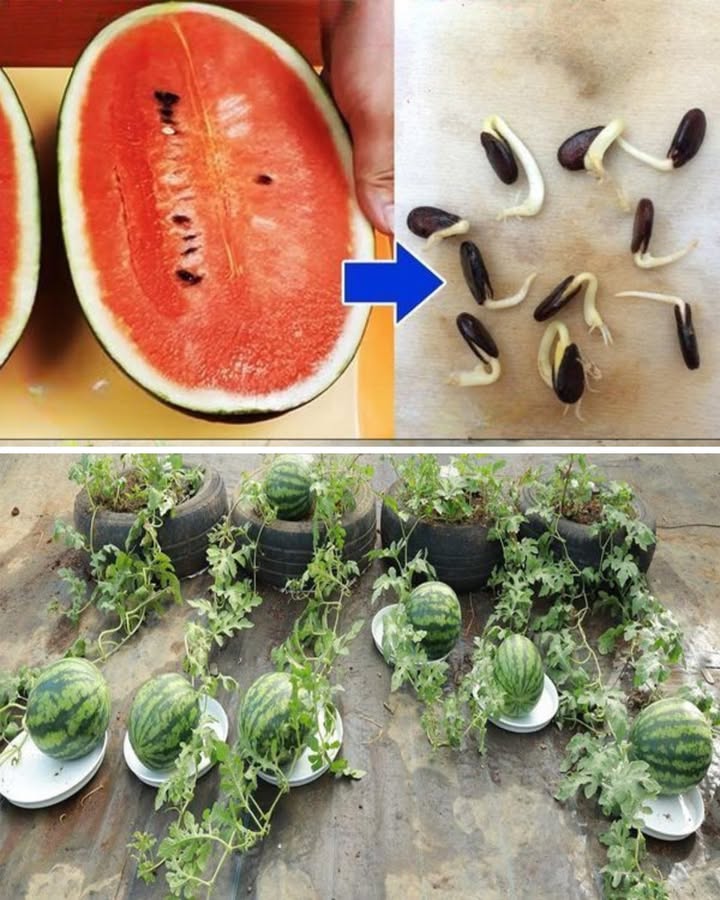 Faire pousser des pastèques à partir des graines 1 Récupère les graines dune pastèque bien mûre et laisse-les sécher. 2 Fais-les germer sur un coton humide 2 à 3 jours. 3 Dès que la racine sort, plante-les en pot ou en pleine terre au soleil. 4 Arrose sans excès et garde le sol chaud et riche. 5 Quand les fruits grossissent, pose-les sur un support pour éviter quils pourrissent. Erreur courante : semer trop tôt par temps froid la germination échoue.