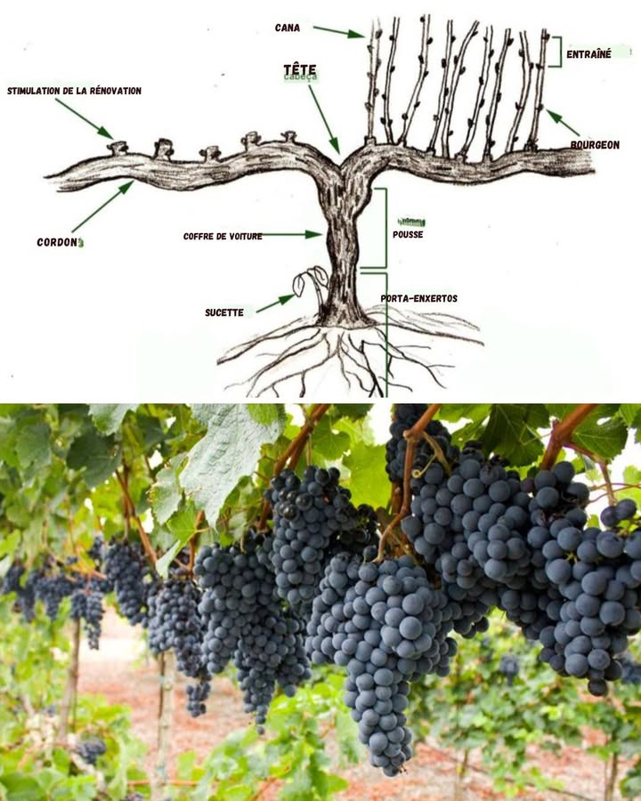 Guide pratique pour tailler et entretenir la vigne 

1 Identifier les parties
Comprenez bien les éléments de votre vigne : tête, cordon, cannes, bourgeons Astuce : savoir où couper permet de stimuler la production et éviter de perdre des fruits.

2 Taille stratégique
Supprimez les pousses inutiles et les sucettes. Concentrez lénergie de la plante sur les rameaux productifs pour avoir des grappes plus abondantes et de meilleure qualité.

3 Maintenir et surveiller
Arrosez et fertilisez régulièrement. Inspectez les bourgeons et cannes pour anticiper les maladies et favoriser une croissance saine.

Commentaire : je pensais que la vigne se débrouillait toute seule mais une taille bien pensée change vraiment la qualité et la quantité de vos raisins !