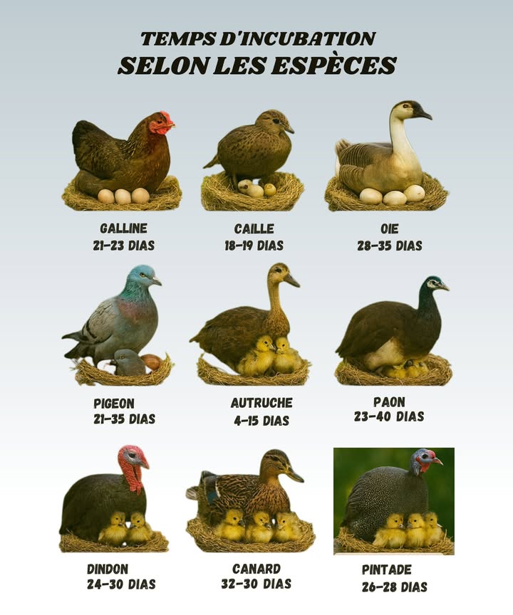 Temps dincubation des œufs selon les espèces 閭旅

1 La poule
21 à 23 jours pile le temps de perdre patience si on reste collé à la couveuse !

2 La caille
18 à 19 jours seulement, rapide comme léclair. Beaucoup sont surpris que ça aille plus vite quun gâteau au four.

3 Loie
28 à 35 jours, un vrai marathon. À oublier si on est pressé de voir éclore.

4 Le pigeon
21 à 35 jours, assez variable on se demande toujours si lœuf est juste lent ou sil fait la sieste.

5 Lautruche
42 à 45 jours forcément, vu la taille de lœuf, il faut du temps !

6 Le paon
23 à 40 jours. Pas étonnant, la beauté demande un peu de patience.

7 Le dindon
24 à 30 jours, assez régulier. Mais gare aux impatients qui ouvrent lœuf trop tôt

8 Le canard
28 à 30 jours, la moyenne idéale pour des petits canetons tout mignons.

9 La pintade
26 à 28 jours, juste ce quil faut. Beaucoup confondent avec la poule mais non, elle prend son temps à sa façon !