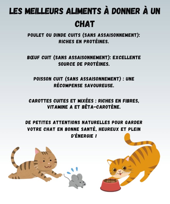 Les meilleurs aliments naturels pour votre chat 

1 Poulet ou dinde cuits
Riches en protéines et super faciles à digérer. Juste sans épices, sinon votre chat vous regarde comme si vous aviez saboté son repas.

2 Bœuf cuit
Une valeur sûre pour faire le plein dénergie. Mais attention, pas de sel, pas de poivre bref, pas comme votre propre assiette.

3 Poisson cuit
Une petite récompense quils adorent. Par contre, si vous en mangez à côté, préparez-vous à être fixé intensément.

4 Carottes cuites et mixées
Remplies de fibres et de bêta-carotène. La plupart des chats nen raffolent pas mais parfois on a des surprises !

Prendre soin de son chat, cest aussi lui offrir des aliments simples et naturels. Un petit geste, et il vous remercie avec un ronron ou un câlin de 3 secondes chrono