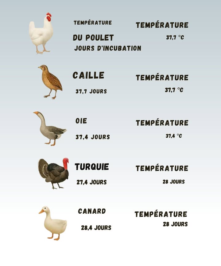 讀 Les secrets de lincubation des œufs 讀

1 Poulet : les œufs de poule demandent environ 21 jours dincubation à 37,7 C. Cest la référence la plus connue, et celle quon utilise pour calibrer la plupart des incubateurs.

2 Caille : ces petits œufs fragiles ont besoin de la même température, 37,7 C, mais éclosent un peu plus vite, en 17 à 18 jours. Erreur fréquente : les retourner trop rarement, ce qui peut bloquer le développement.

3 Oie : incubation plus longue, autour de 30 à 32 jours, avec une température légèrement plus basse 37,4 C. Fun fact : les œufs doie sont énormes et nécessitent souvent un humidificateur spécial.

4 Dinde turquie : éclosion en environ 27 à 28 jours, température autour de 37,5 C. Beaucoup de débutants confondent avec les œufs de poule et ratent le timing.

5 Canard : incubation similaire à celle de la dinde, environ 28 jours à 37,537,7 C. Certains canards comme le canard musqué canard de Barbarie demandent encore plus de patience : 35 jours !

 En résumé : chaque espèce a son rythme et sa température idéale. Retenir ça, cest éviter la déception de découvrir des œufs non éclos après avoir attendu si longtemps