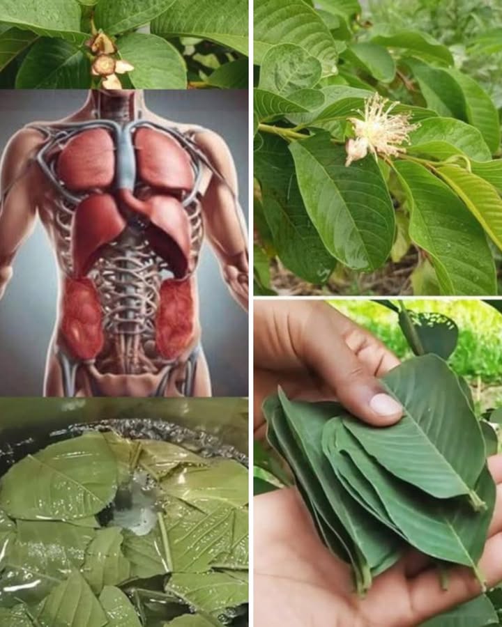 Feuilles de goyave : un trésor pour purifier ton corps 

1 Cueille quelques feuilles bien vertes et fraîches. Plus elles sont jeunes, plus elles sont riches en nutriments. Évite celles qui sont jaunies elles ont un peu vécu !

2 Rince-les soigneusement à leau claire pour enlever la poussière et les petites impuretés. Ce geste simple fait toute la différence.

3 Fais-les bouillir pendant 10 à 15 minutes dans un litre deau. Laisse ensuite tiédir  patience, sinon tu risques de te brûler !

4 Filtre et bois une tasse de cette infusion. Elle aide à éliminer les toxines, soutient les reins et favorise une meilleure digestion.

5 Pour une cure légère, bois-en une tasse le matin à jeun, trois fois par semaine. Ton corps te dira merci et ta peau aussi.

Petite erreur fréquente : en faire trop ! Ce nest pas parce que cest naturel quil faut en abuser. Léquilibre reste la clé.