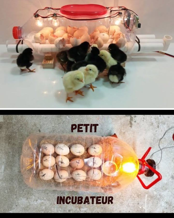 Incubateur Maison avec Bouteille en Plastique : Simple et Ingénieux ! 讀

Qui aurait cru quon pouvait faire éclore des poussins avec une simple bouteille recyclée ? Voici une idée brillante pour les petits éleveurs curieux et débrouillards.

1 Préparez une grande bouteille transparente 林
Choisissez un modèle solide 5 à 10 L. Coupez soigneusement un côté pour créer une ouverture.

2 Ajoutez une ampoule de 25 à 40 W 
Elle servira à maintenir la chaleur constante à lintérieur. Attention à ne pas la placer trop près des œufs  la chaleur doit être douce, autour de 37,5C.

3 Placez les œufs sur une couche de sable tiède ou de riz 讀
Cela aide à stabiliser la température et lhumidité. Tournez-les légèrement deux fois par jour comme le fait une poule .

4 Surveillez la température et lhumidité 
Un petit thermomètre et un bol deau suffisent pour garder un bon équilibre. Trop sec = coquille dure, trop humide = échec déclosion.

5 Après 21 jours miracle ! 
Les coquilles se fendent, et les premiers poussins apparaissent. Un vrai moment magique, surtout si vous lavez fait vous-même !

Une belle façon dapprendre, déconomiser et de donner vie à un projet écologique et éducatif