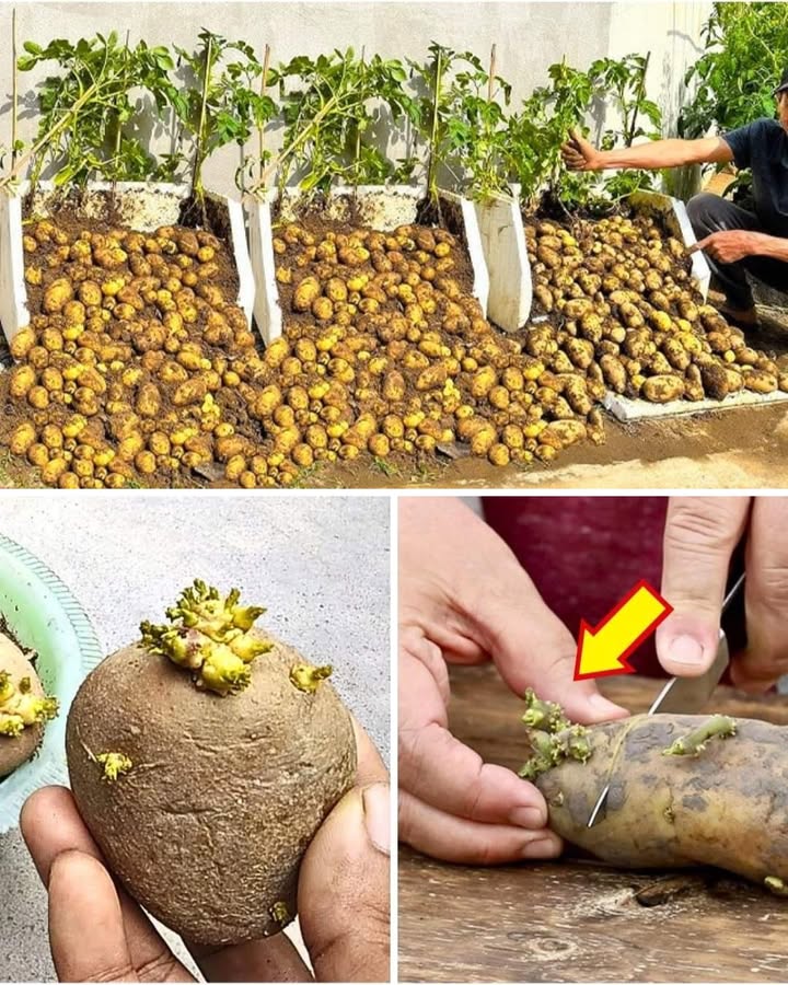 凜 Astuce Magique pour une Récolte de Pommes de Terre Abondante 

1 Choisis des pommes de terre bien germées. Coupe-les en morceaux en veillant à garder au moins un œil le germe sur chaque bout. 

2 Laisse sécher les morceaux pendant 1 à 2 jours avant de les planter, pour éviter quils ne pourrissent dans la terre. 

3 Plante-les dans des sacs, des seaux ou directement dans le sol, à environ 10 cm de profondeur. Espace chaque plant de 30 cm. 

4 Arrose régulièrement et butte la terre autour des tiges au fur et à mesure de la croissance  cest le secret pour obtenir plus de tubercules ! 

5 Après 2 à 3 mois, quand les feuilles jaunissent, arrache les plants et découvre ta belle récolte dorée. 

Petit conseil : les sacs ou bacs verticaux facilitent la récolte et évitent de creuser  tes bras te diront merci