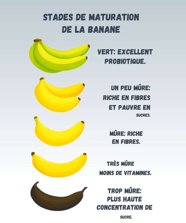 Les stades de maturation de la banane 

1 Vert
Banane encore ferme, parfaite pour un effet probiotique naturel. Oui, cest celle quon ouvre parfois en forçant trop et qui finit par sécraser dans la main.

2 Un peu mûre
Riche en fibres et encore pauvre en sucres. Léquilibre idéal pour grignoter sans culpabiliser.

3 Mûre
Douce, parfumée et toujours riche en fibres. Cest souvent à ce stade quon en mange trop vite et quun fil reste coincé classique.

4 Très mûre
Texture fondante, mais un peu moins de vitamines. Elle finit souvent dans un smoothie improvisé de dernière minute.

5 Trop mûre
Très sucrée, parfaite pour un banana bread express. Cest la fameuse banane oubliée dans le panier mais finalement sauvée en cuisine.