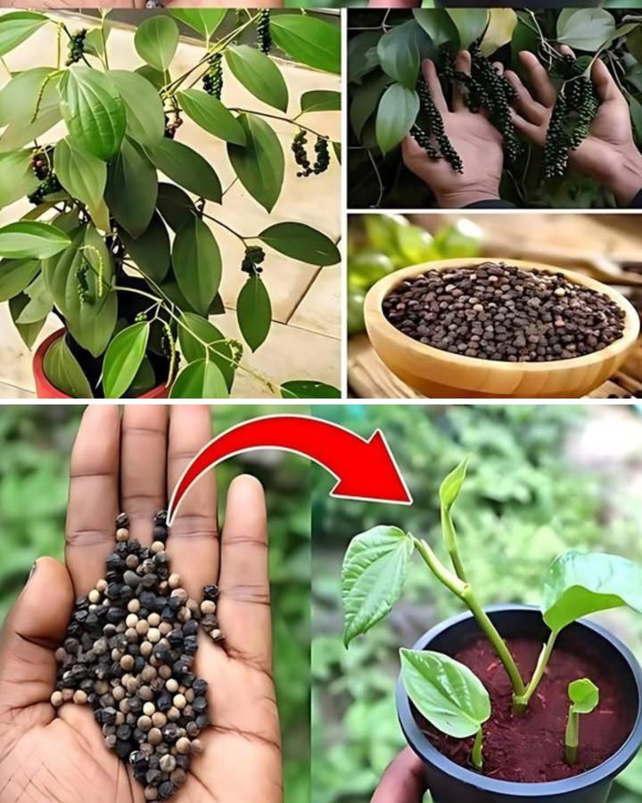 Faire pousser du poivre noir à la maison 

1 Récupère quelques grains de poivre noir entiers non moulus.
2 Fais-les tremper dans de leau tiède pendant 24 à 48 h pour ramollir la coque.
3 Plante-les dans un pot avec un sol riche, léger et bien drainé.
4 Arrose régulièrement, le poivre aime lhumidité mais pas lexcès deau.
5 Place le pot dans un endroit chaud et lumineux, mais sans soleil direct brûlant.
6 En grandissant, le plant de poivre a besoin dun support comme une tige de bambou pour grimper.

Erreur fréquente : utiliser du poivre sec acheté en supermarché  souvent il est trop vieux et ne germe pas. Il vaut mieux trouver des grains frais et bio.