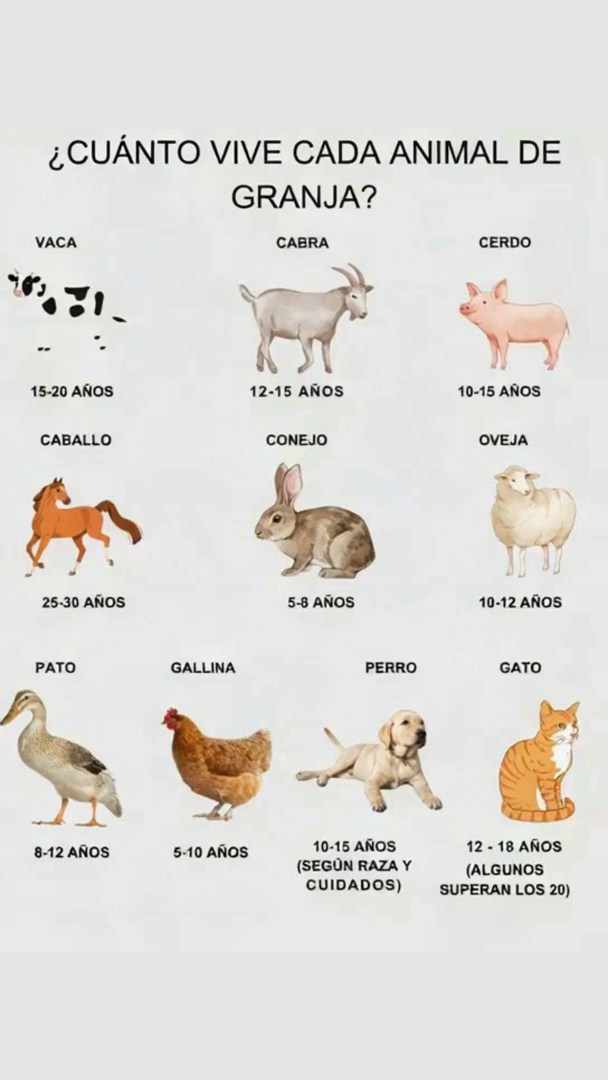 Sabías cuánto tiempo vive cada uno de los animales de granja? 

Conocer la esperanza de vida de estos animales es fundamental para su manejo, bienestar y productividad. Aquí te compartimos un resumen:

Esperanza de vida promedio de los animales de granja:
 Vaca: 15  20 años
 Cabra: 12  15 años
 Cerdo: 10  15 años
 Oveja: 10  12 años
 Caballo: 25  30 años
 Conejo: 5  8 años
閭 Pato: 8  12 años
 Gallina: 5  10 años
 Perro: 10  15 años dependiendo de la raza y cuidados
 Gato: 12  18 años algunos superan los 20

 Curiosidad: El caballo es el que tiene la mayor longevidad, mientras que el conejo y la gallina tienen vidas más cortas. No obstante, con buenos cuidados, todos pueden alcanzar su máximo potencial.