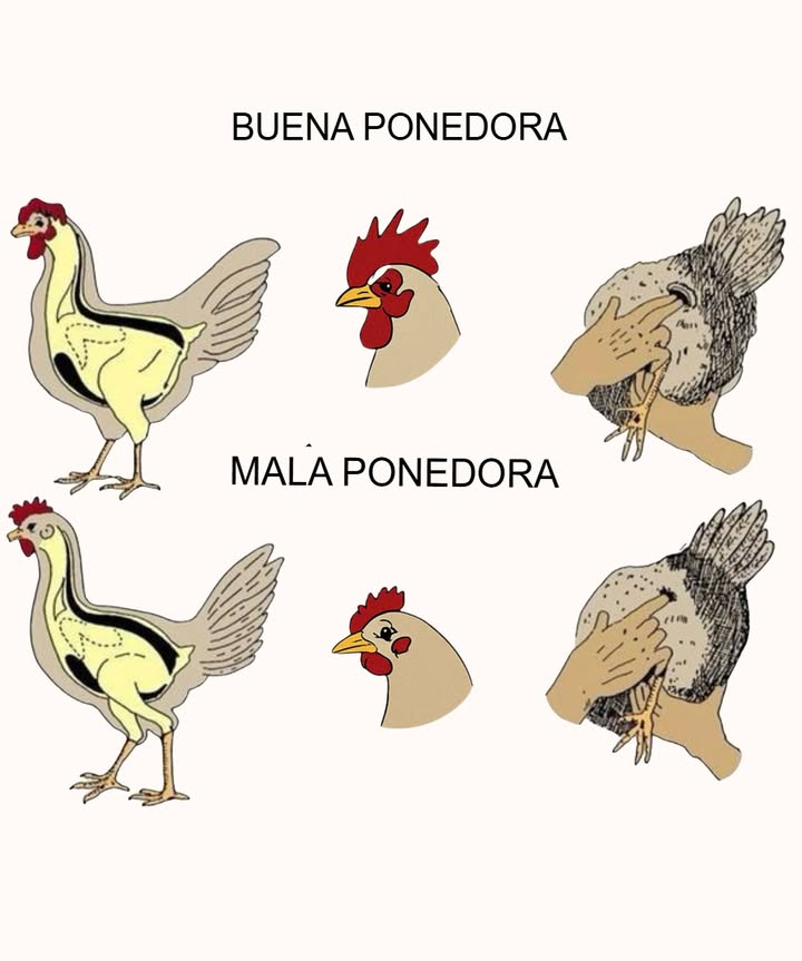 Diferencias entre una buena y una mala ponedora 

1 Gallina buena ponedora
Presenta cuerpo equilibrado, cresta y barbillas rojas y firmes, ojos brillantes y plumas saludables. La cloaca es amplia, húmeda y de tono rosado, señal de buena salud y alta productividad.

2 Gallina mala ponedora
Muestra cuerpo más delgado, plumas apagadas, cresta pálida o flácida y aspecto general débil. La cloaca es seca, estrecha y pálida, lo que indica baja capacidad de postura.

3 Evaluación visual
Observar la vitalidad, el plumaje y el área cloacal permite identificar la productividad de forma rápida y eficaz.

4 Aplicación práctica
Esta comparación ayuda a seleccionar aves más productivas y a mantener un control efectivo en criaderos o granjas familiares.
