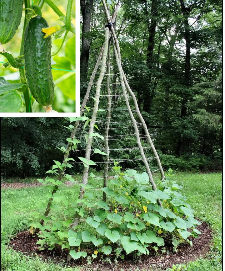 Cómo Cultivar Pepinos en un Patrón de Espina de Pescado