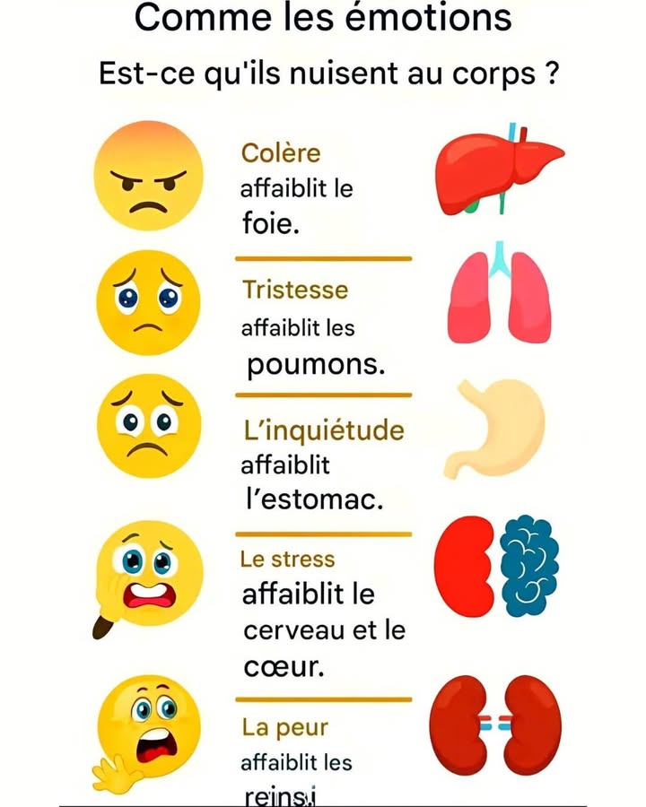 易 Les émotions ont un impact réel sur notre corps ! 易

Nos émotions ne sont pas seulement dans la tête  elles influencent aussi nos organes ! 
Comprendre ce lien permet de mieux prendre soin de sa santé, corps et esprit 

 La colère affaiblit le foie
Elle bloque lénergie et peut créer des tensions internes.
 Respire profondément, pratique la détente ou la marche.

 La tristesse affaiblit les poumons
Elle diminue notre vitalité et peut perturber la respiration.
 Les activités de plein air et la gratitude aident à la surmonter.

 Linquiétude fragilise lestomac
Le stress digestif peut causer ballonnements ou douleurs.
 Mange lentement et apaise ton mental avant les repas.

 Le stress touche le cerveau et le cœur
Il accélère le rythme cardiaque et fatigue le système nerveux.
 Pratique la relaxation, la méditation ou des pauses régulières.

 La peur affaiblit les reins
Elle épuise lénergie vitale et favorise la fatigue chronique.
 Renforce la confiance en toi et dors suffisamment.

 Prendre soin de ses émotions, cest aussi prendre soin de sa santé !