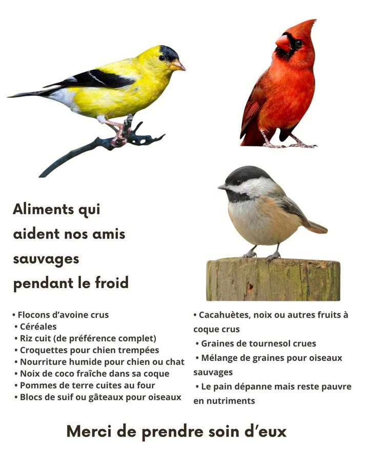 Quand le froid arrive, trouver de la nourriture devient difficile pour nos oiseaux sauvages. Leur offrir des aliments sûrs et nourrissants peut faire toute la différence.

 Flocons davoine crus
 Céréales simples non sucrées
 Riz cuit idéalement complet
 Croquettes ramollies pour chien
 Nourriture humide pour chien ou chat
 Noix de coco fraîche encore dans sa coque
 Pommes de terre cuites au four
 Blocs de suif ou gâteaux pour oiseaux
 Cacahuètes, noix et autres fruits à coque crus
 Graines de tournesol crues
 Mélange spécial oiseaux sauvages
 Le pain dépanne mais reste pauvre en nutriments

 Chaque petite aide compte  merci de veiller sur eux pendant lhiver.