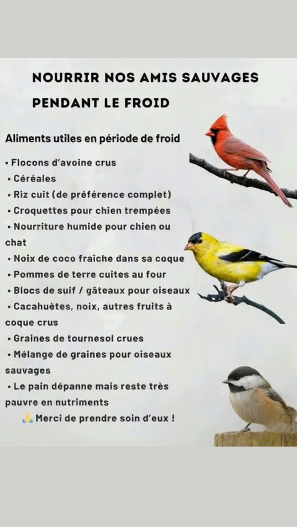 Lhiver est rude, mais un petit geste peut tout changer. 
Nos amis à plumes et autres animaux sauvages peinent à trouver de la nourriture quand le froid sinstalle.
Offrez-leur un peu de réconfort : des graines, des noix, du riz ou des flocons davoine suffisent à les aider à traverser la saison. 北

Installez un coin sûr, à labri du vent, et veillez à toujours leur laisser de leau non gelée. 

Chaque bec nourri, chaque vie préservée, rend la nature un peu plus forte.
Merci de prendre soin deux.