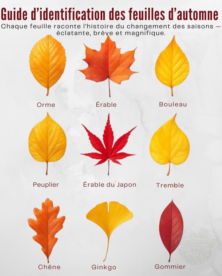 Chaque feuille raconte lhistoire du changement des saisons  éclatante, brève et magnifique.
 Orme  Bords dentelés et teinte dorée
 Érable  Lobes rouges classiques, symbole de lautomne
 Bouleau  Petites feuilles jaune vif aux bords fins
 Chêne  Lobes profonds, virant du bronze au roux
 Ginkgo  En forme déventail, dun or pur
 Gommier  Surface lisse, rouge vineux et brillante
 Peuplier  En forme de cœur, jaune citron éclatant
 Érable du Japon  Fines étoiles cramoisies
 Tremble  Feuilles rondes et dorées, frémissant comme des pièces au vent