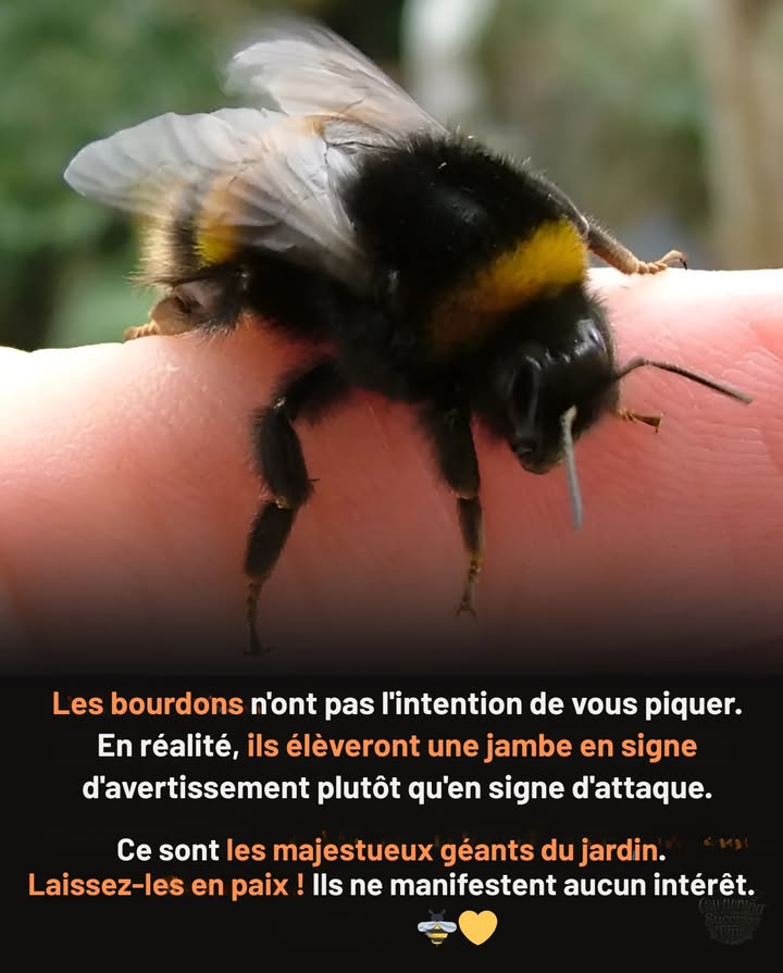 Chaque bourdon qui bourdonne est un ami, pas un ennemi.
 Protégez-les, et ils nourriront le monde.

Pourquoi les bourdons sont essentiels :
 Pollinisent les fleurs sauvages   préservent les écosystèmes
 Améliorent les cultures   tomates, poivrons, baies et bien plus
 Travaillent par temps frais   quand les abeilles mellifères restent à la ruche
 Doux par nature 爐  ne piquent quen dernier recours