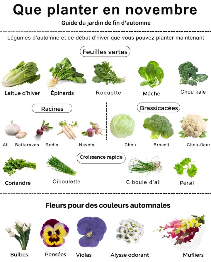 Que planter en novembre
Favoris de saison fraîche pour garder votre jardin productif tout lhiver et prêt pour le printemps 

塞 Légumes-feuilles résistants au froid ou hivernants
 Épinards  Aiment les sols frais ; semez sous abri ou en châssis froid.
 Laitue dhiver  Essayez des variétés robustes comme Winter Density ou Arctic King.
 Mâche  Supporte les températures proches de zéro ; parfaite verdure hivernale.
 Chou kale  Le froid renforce sa douceur ; un favori résistant au gel.
 Légumes asiatiques  Tatsoï, Mizuna, Komatsuna prospèrent lors des journées courtes et fraîches.

凌 Légumes-racines pour les récoltes de début de printemps
 Ail  Plantez les gousses avant le gel pour une récolte abondante en juillet.
 Échalotes et oignons  Mettez-les en terre maintenant pour quils forment leurs bulbes au printemps.
 Navets et rutabagas  Semez tôt dans les régions douces ou paillez pour passer lhiver.
 Betteraves  Peuvent encore germer avec un semis tardif dans les climats doux.
 Radis  Choisissez des variétés rapides 20 jours pour une dernière récolte croquante.

復 Brassicacées plants ou hivernants
 Choux et brocolis  Dans les régions tempérées, laissez-les passer lhiver pour une récolte tardive.
 Choux de Bruxelles  Idéals pour lhivernage dans les climats doux.
 Chou-fleur  Préférez des variétés rustiques comme Snowball X ou Galleon.

 Herbes et cultures rapides
 Persil  Très résistant au gel ; paillez pour protéger les racines.
 Coriandre  Apprécie le climat frais actuel, monte en graine au printemps.
 Ciboulette et ciboule dail  Divisez et replantez pour une repousse précoce au printemps.

 Fleurs et ornementales
 Bulbes de printemps  Tulipes, jonquilles, jacinthes, alliums à planter maintenant.
 Pensées et violas  Apportent de la couleur tout lhiver dans les climats doux.
 Choux et kalés ornementaux  Décoratifs et résistants au gel.
 Alysse odorant  Continue de fleurir en hiver dans les climats méditerranéens.
 Mufliers gueules-de-loup  À planter maintenant pour des floraisons dès le début du printemps.