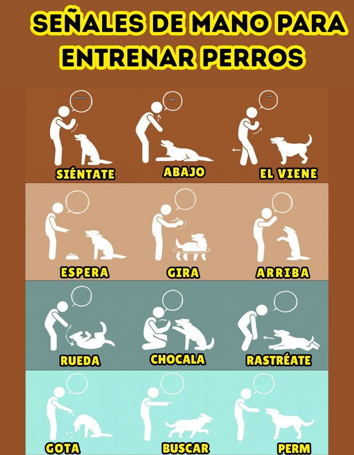 Señales de mano para entrenar perros 
Entrenar a tu perro con señales visuales fortalece el vínculo y mejora la comunicación. Este método es ideal para reforzar conductas y ayudar a tu mascota a entender mejor las órdenes.
 Ejemplos de señales:
 Siéntate  Mano levantada con la palma hacia arriba para indicar pausa.
 Abajo  Mano moviéndose hacia el suelo para que se tumbe.
 Viene  Movimiento de brazo hacia ti para llamarlo.
 Espera  Palma abierta al frente para indicar pausa.
 Gira  Movimiento circular con el dedo para que dé vueltas.
 Arriba  Mano hacia arriba para que se levante.
 Rueda  Señalar con la mano para que ruede.
 Chócala  Mano extendida para que el perro levante su pata.
 Rastreaté  Señal baja y prolongada para que avance arrastrándose.
 Drope  Mano hacia abajo para soltar objetos.
 Fetch  Brazo extendido para ir a buscar algo.
 Stay  Palma abierta en señal de permanencia.
 Un entrenamiento constante, claro y positivo con señales visuales facilita la obediencia y crea confianza mutua.
#EntrenamientoDePerros #SeñalesDeMano  #AmorPorLosPerros