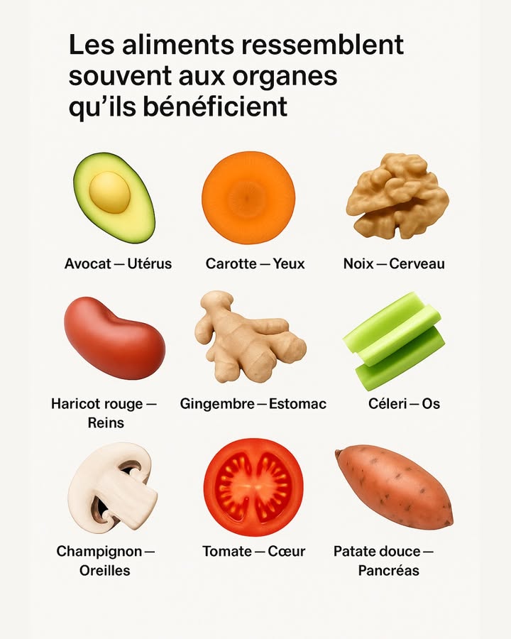 Quand on observe certains aliments, on a limpression quils murmurent déjà à quel organe ils veulent du bien. Une vieille idée, appelée théorie des signatures, relie leurs formes à ce quils soutiennent dans le corps. Ça paraît presque trop simple, mais les parallèles sont souvent troublants.

Avocat  Utérus
La forme rappelle lutérus, et sa richesse en folates et en bons gras soutient léquilibre hormonal.

Carotte  Yeux
Une tranche ressemble à un iris. Le bêta-carotène protège la vision et aide contre la fatigue oculaire.

Noix  Cerveau
On voit deux hémisphères, avec des replis comme des circonvolutions. Les oméga-3 nourrissent le cerveau.

Haricot rouge  Reins
La ressemblance saute aux yeux. Et les nutriments quil contient soutiennent lélimination.

Gingembre  Estomac
Sa racine noueuse rappelle lestomac. Il calme les nausées et facilite la digestion.

Céleri  Os
Des tiges longues et droites, presque comme un squelette miniature. Riche en vitamine K pour les os.

Champignon  Oreilles
Couper un champignon en deux fait penser à une oreille. Sa vitamine D joue un rôle pour laudition.

Tomate  Cœur
Les cavités internes rappellent les ventricules. Le lycopène protège le système cardiovasculaire.

Patate douce  Pancréas
Sa forme évoque le pancréas. Ses fibres aident à stabiliser la glycémie.

Une façon un peu poétique de regarder les aliments. Pas une règle scientifique stricte, bien sûr, mais une manière de voir la nature autrement, presque comme si elle laissait quelques indices sur ses intentions.