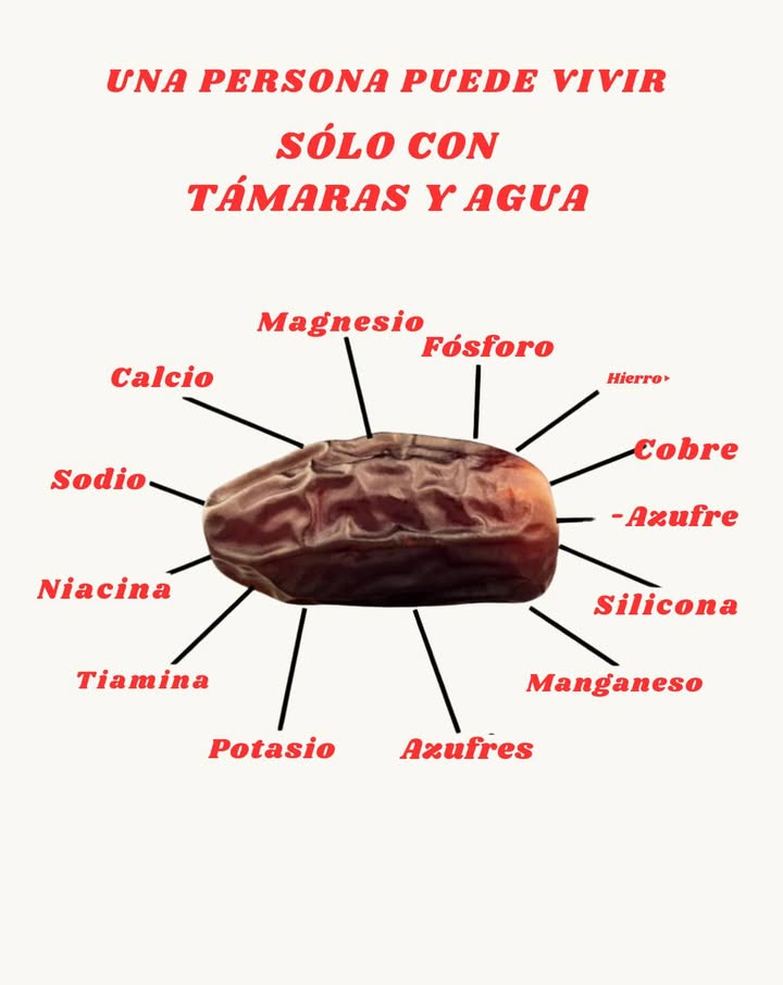 Dátiles: un alimento completo 

1 Ricos en minerales como hierro, calcio, magnesio y potasio
2 Fuente de vitaminas como niacina y tiamina
3 Aportan fibra que favorece la digestión
4 Energía rápida gracias a sus azúcares naturales
5 Combinados con agua, pueden sostener al cuerpo en situaciones extremas

 Dátiles y agua forman un dúo nutritivo que fortalece y aporta energía de manera natural.