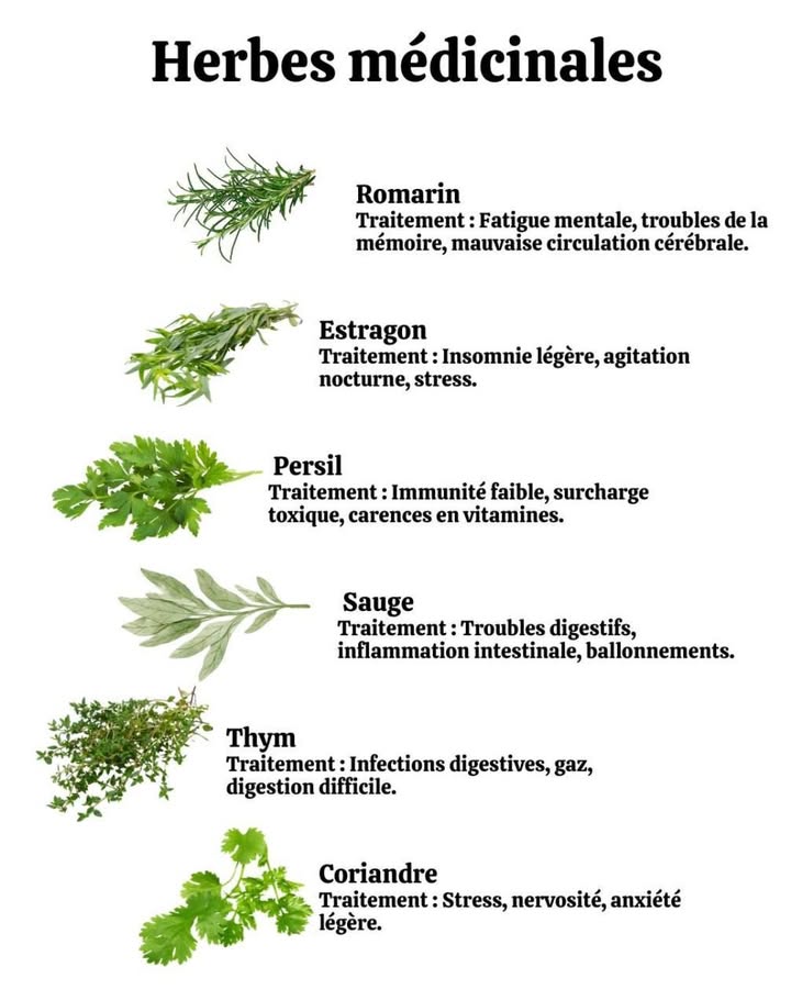 Les Herbes Médicinales : vos alliées naturelles au quotidien ! 

Les plantes ne servent pas quà parfumer vos plats  elles peuvent aussi préserver votre santé et soutenir votre bien-être mental et digestif 

易 Romarin : stimule la mémoire et combat la fatigue mentale.
 Estragon : apaise le stress et favorise un meilleur sommeil.
 Persil : renforce limmunité et comble les carences en vitamines.
 Sauge : soulage les troubles digestifs et les ballonnements.
 Thym : aide à lutter contre les infections digestives et facilite la digestion.
 Coriandre : réduit la nervosité et lanxiété légère.

 Ces herbes simples à cultiver dans votre jardin ou sur votre balcon sont de véritables remèdes naturels à portée de main.