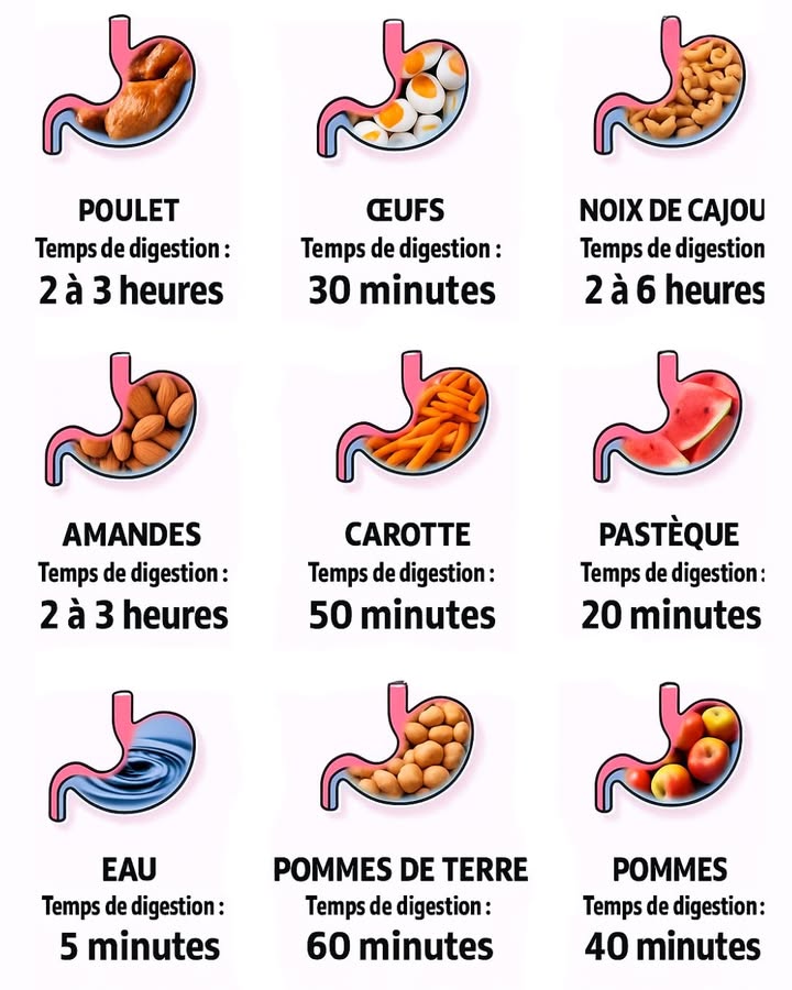 Savez-vous combien de temps votre corps met à digérer chaque aliment ? 
Notre système digestif est une véritable machine de précision ! Selon ce que nous mangeons, le temps de digestion varie énormément  de quelques minutes à plusieurs heures. 

易 Pourquoi cest important ?
Connaître les temps de digestion permet de :
 mieux combiner les aliments éviter les mélanges lourds
 prévenir les ballonnements et la fatigue après les repas
 optimiser son énergie et sa santé digestive

 Exemples de temps de digestion :

數 Poulet : 2 à 3 heures
Les protéines animales demandent plus deffort au corps. Il est donc préférable déviter de les associer avec des aliments très rapides à digérer comme les fruits.

 Œufs : 30 minutes
Faciles à digérer lorsquils sont cuits à la coque ou mollets. Ils constituent une excellente source de protéines rapides.

樂 Noix de cajou : 2 à 6 heures
Les fruits secs et oléagineux sont riches en graisses saines, mais leur digestion est lente. À consommer en petite quantité !

凌 Carottes : 50 minutes
Les légumes riches en fibres sont bien tolérés par le système digestif, surtout sils sont cuits.

 Pastèque : 20 minutes
Les fruits riches en eau se digèrent très vite  idéal en encas léger ou en début de journée.

 Eau : 5 minutes
Boire de leau avant un repas aide à préparer lestomac et à faciliter la digestion.

凜 Pommes de terre : 60 minutes
Source dénergie lente, parfaite pour des repas consistants.

 Pommes : 40 minutes
Riche en fibres et en pectine, la pomme soutient le transit intestinal et se digère assez vite.

 Conseils pour une meilleure digestion :
1 Évitez de mélanger trop daliments différents dans un même repas.
2 Prenez le temps de bien mastiquer chaque bouchée.
3 Buvez de leau avant les repas, pas pendant.
4 Laissez 2 à 3 heures entre les repas pour une digestion complète.