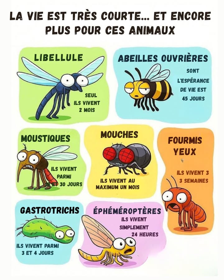 La vie est courte et encore plus pour ces petits animaux ! 練

Certains insectes ne profitent de la vie que quelques jours, voire quelques heures 
Mais chacun deux joue un rôle essentiel dans la nature 

 Libellules  environ 2 mois de vie
 Abeilles ouvrières  45 jours pour nourrir et protéger la ruche 
 Moustiques  30 jours à bourdonner autour de nous
 Mouches  à peine 1 mois dexistence
 Fourmis  environ 3 semaines dactivité intense 
 Gastrotrichs  3 à 4 jours seulement !
 Éphéméroptères  un record : 24 heures de vie 

 Une belle leçon de la nature : même la plus courte des vies peut avoir un grand impact